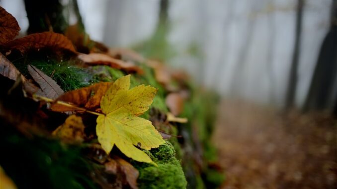 uploaded-image-sadece-odev-bilgi-ve-ders-kaynaklari-1697802303195